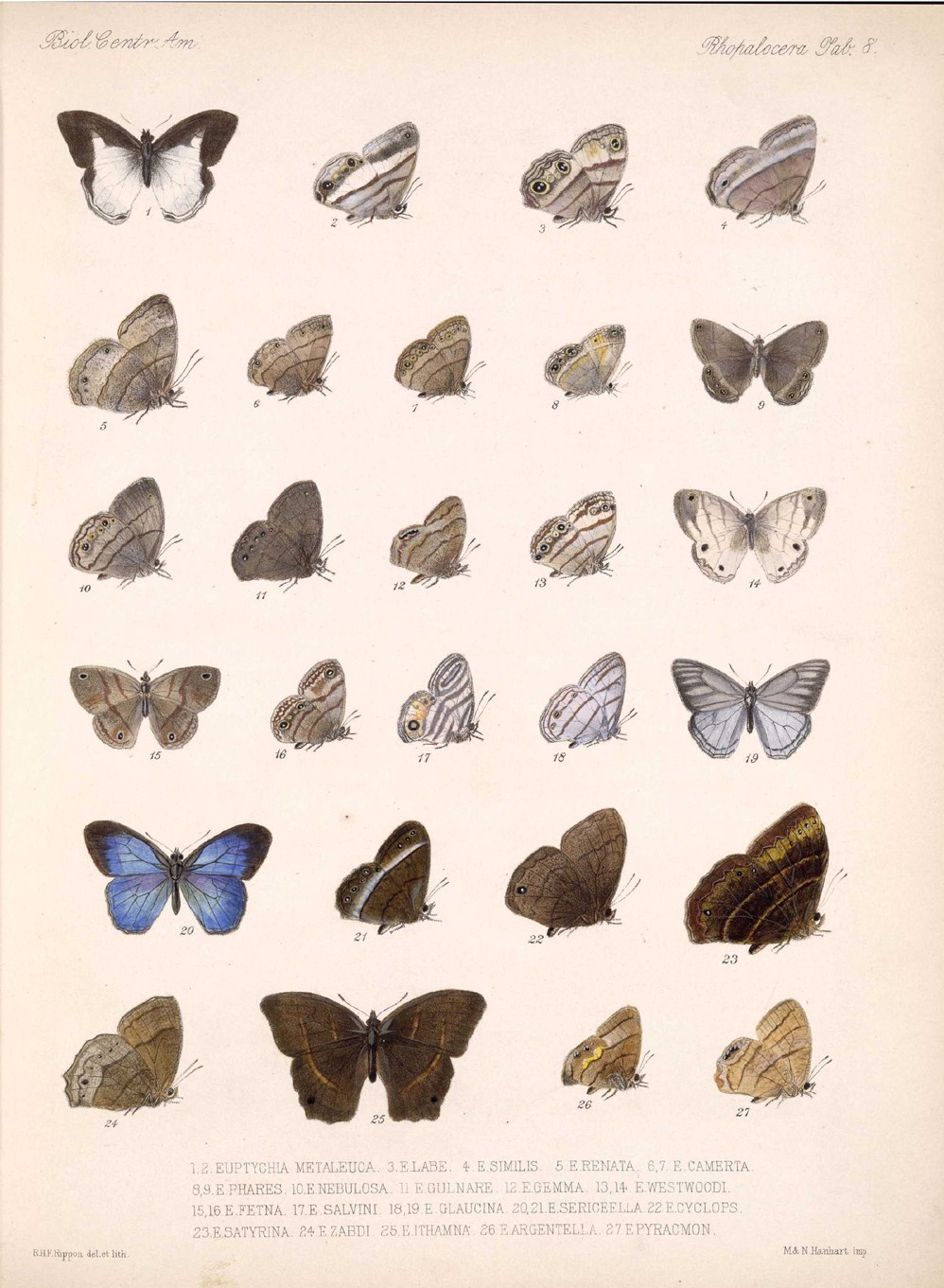 Euptychia