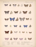 Iophanus