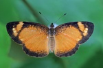 Tegosa
