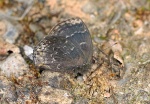 Ocaria