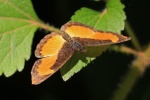 Vanessula