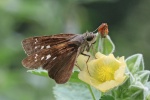 Caltoris