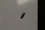 Blastobasis