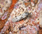Symmocoides
