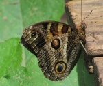 Подтриба: Brassolina

	Blepolenis
