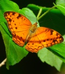 Lachnoptera