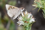 Mesodina