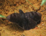 Ebrietas