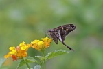 Chioides