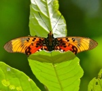 Pseudacraea
