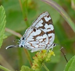 Stugeta