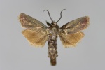 Procerata