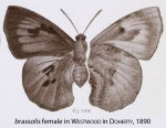 Brassolis