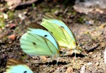 Ganyra