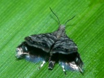 Brenthia
