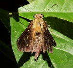 Epargyreus