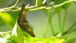 Netrocoryne