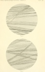 Cossula