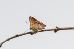 Hypochrysops