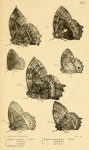 Forsterinaria