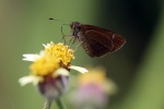 Euphyes
