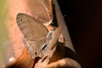 Cissia