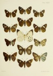 Celaenorrhinus