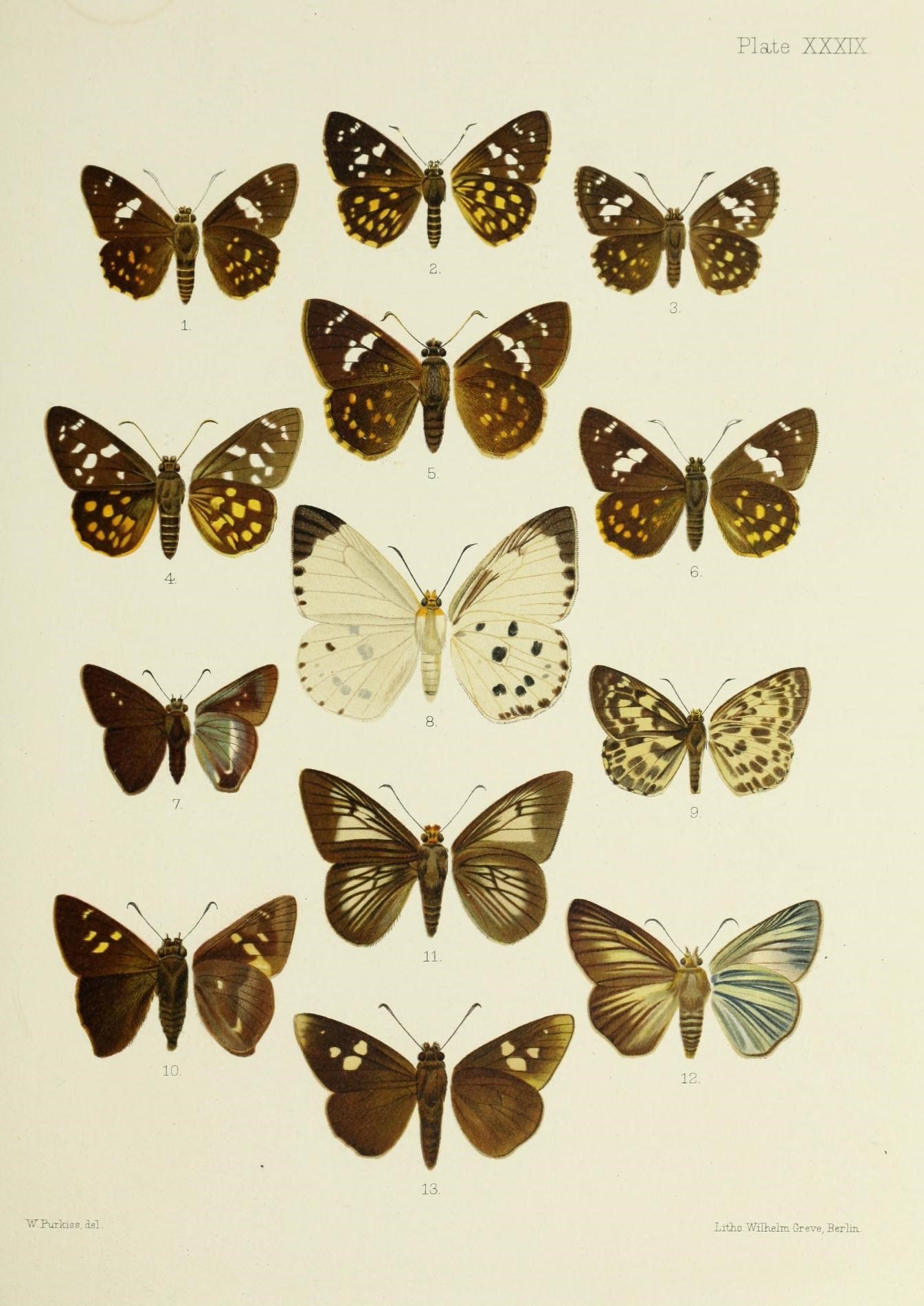 Celaenorrhinus (Род)