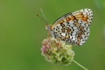 Mellicta