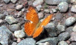 Cirrochroa