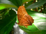 Vindula