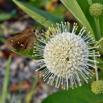 Oligoria