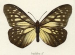 Подсемейство: Calinaginae

	Calinaga