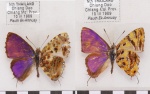 Catapaecilma