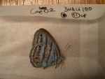 Cepheuptychia