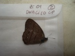 Erichthodes