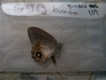 Splendeuptychia