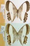Oressinoma
