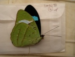 Nessaea
