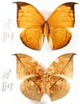 Coenophlebia