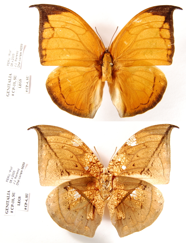 Coenophlebia (Род)