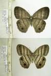 Magneuptychia