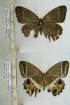 Rareuptychia