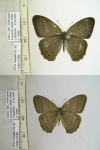 Paryphthimoides