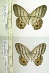 Pseudeuptychia