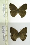 Euptychoides