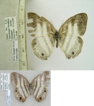 Pareuptychia