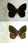 Lymanopoda