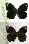 Pronophila