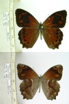Lasiophila